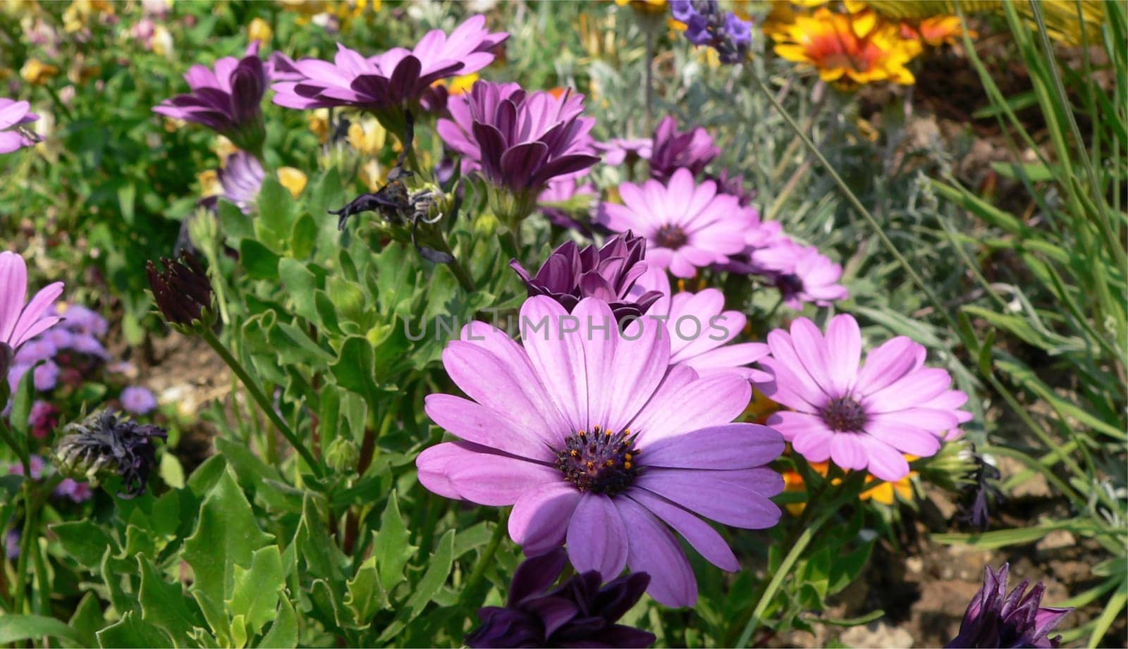 Floret