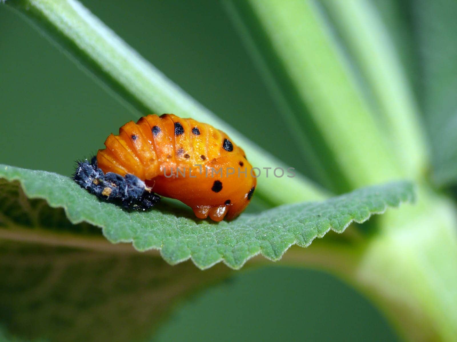 The larva of the lucky beetle - a godsend for every gardener: ladybug larvae are voracious. They rage in the aphid colonies and are therefore also called "aphid lions"". A single larva eats in the three weeks up to z"
