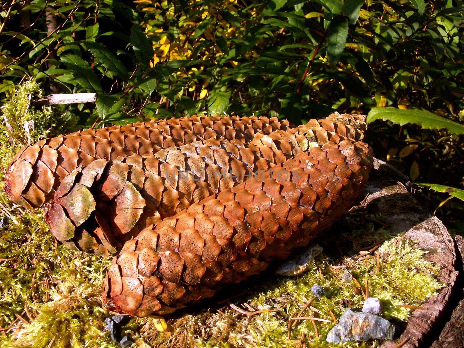 Pinecone