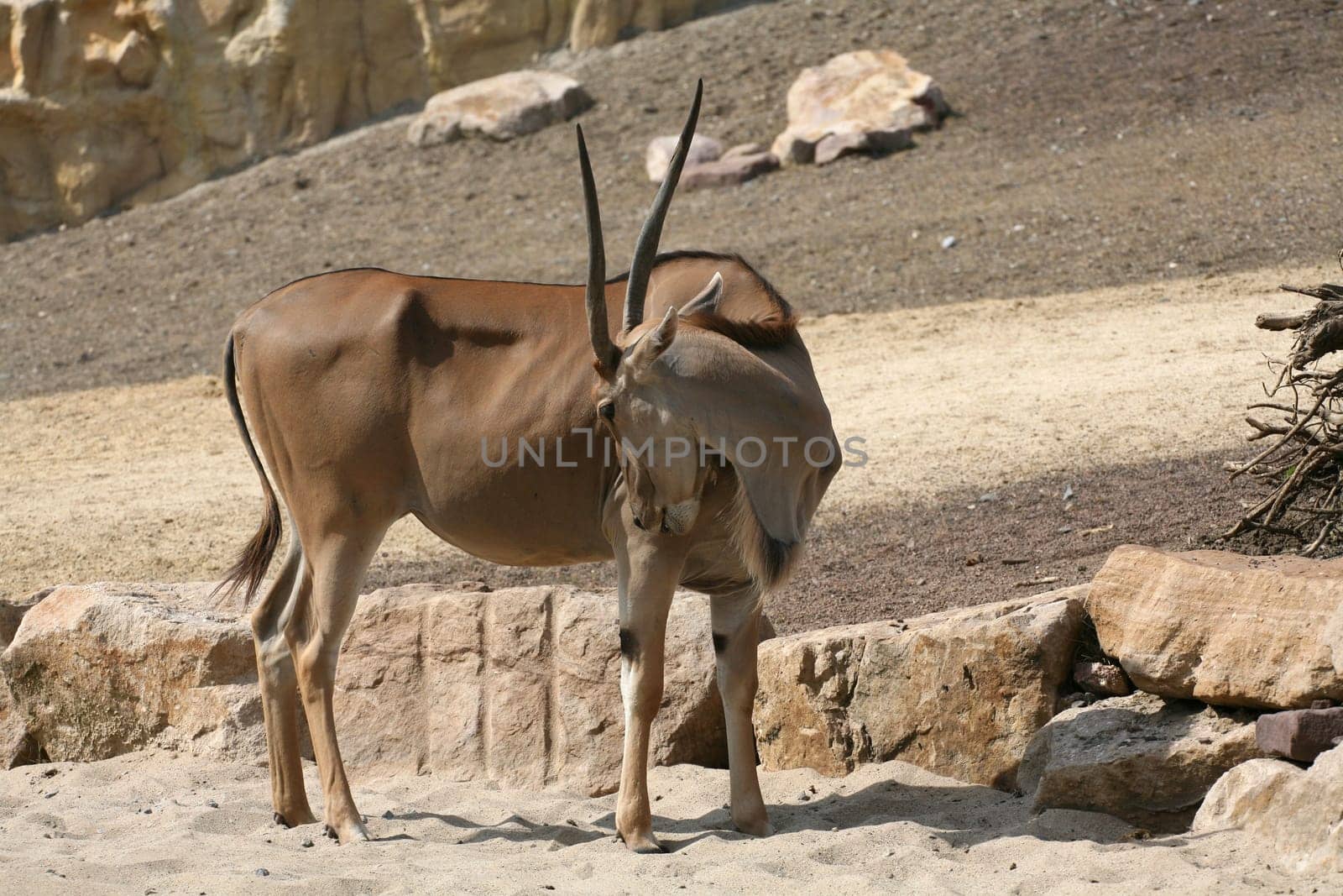 Common eland