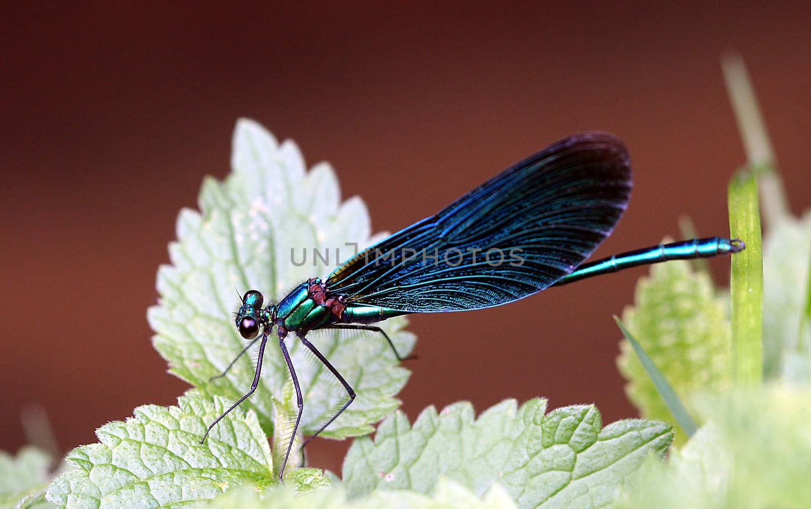 Dragonfly