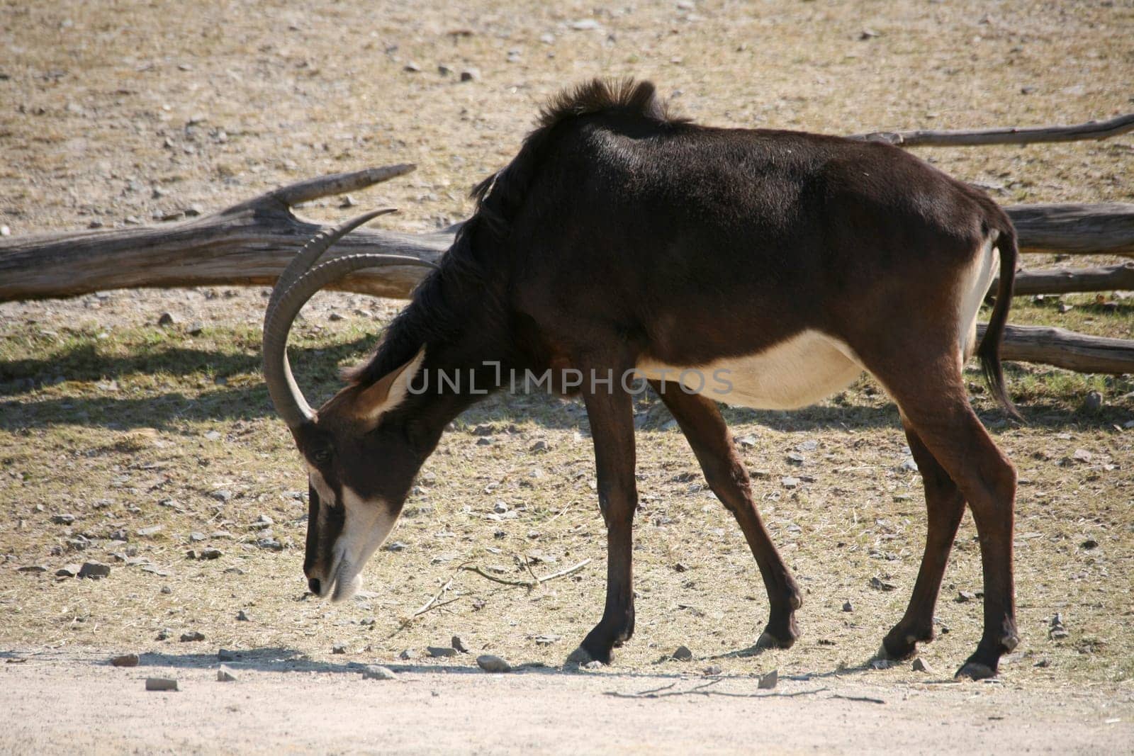 Sable antelope