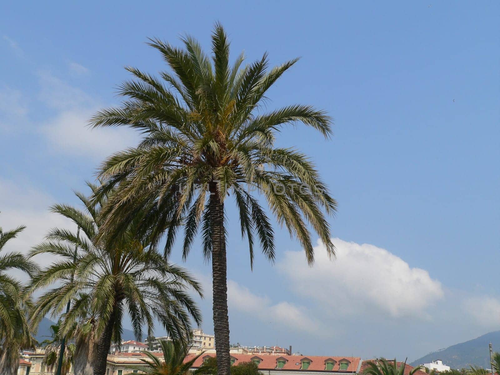 Palm tree
