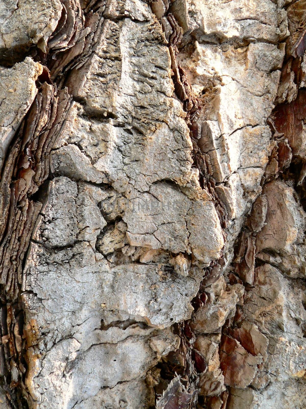 Palm bark