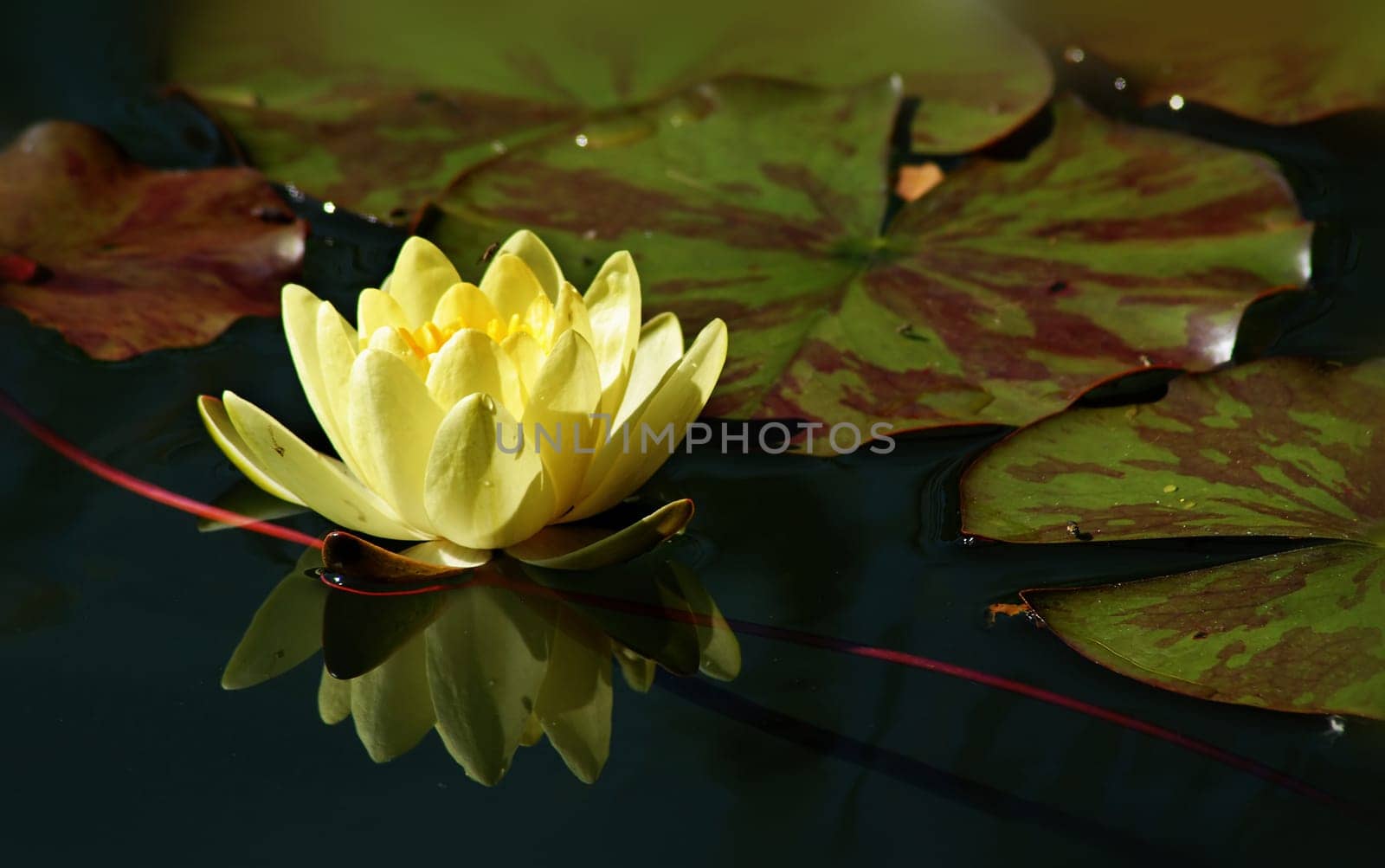 Often the good is lost by those who are looking for better....... Shakespeare