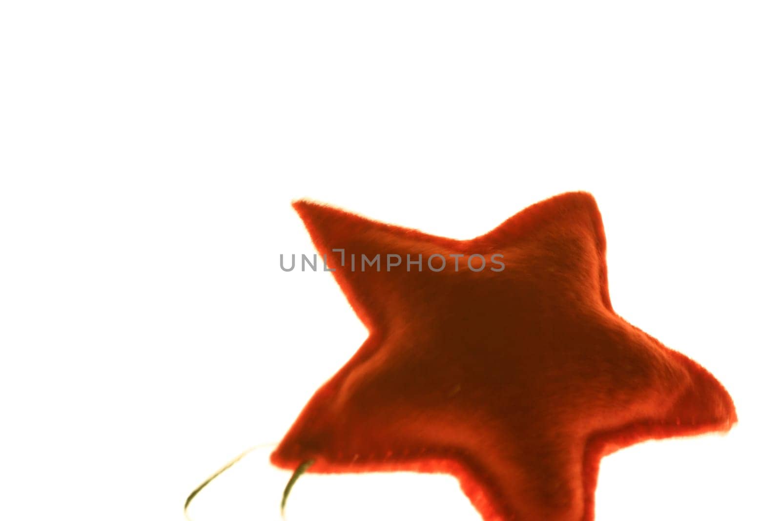 Poinsettia