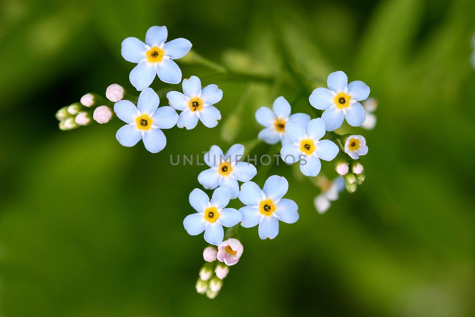 Forget-me-not