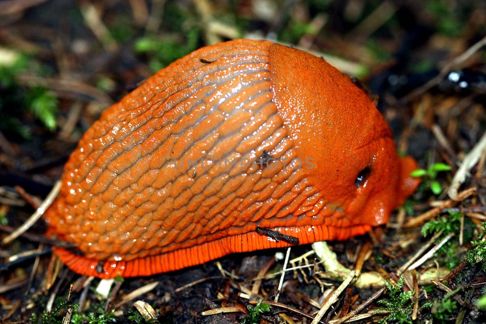 the brother of the insolvent snail