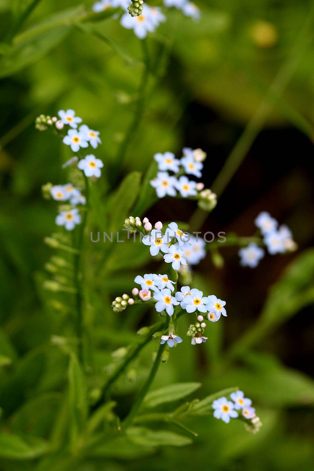 MYOSOTIS