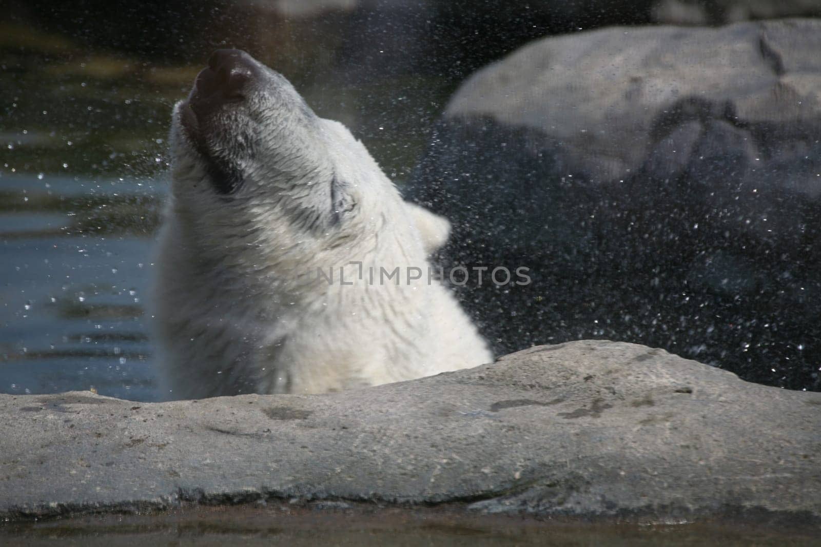 Ursus maritimus