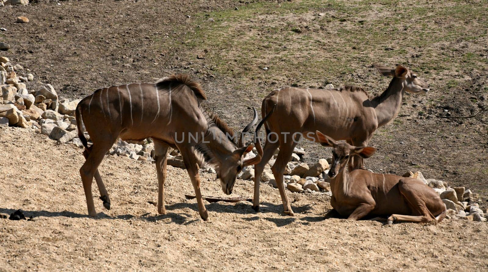 Greater kudu