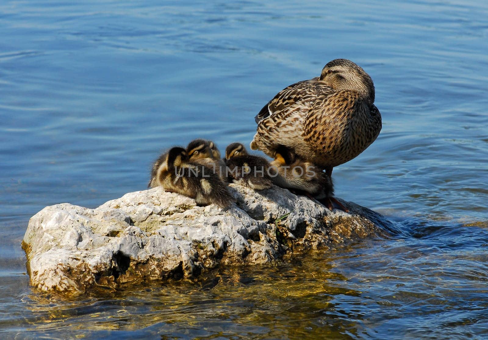 ... and mom takes care of...