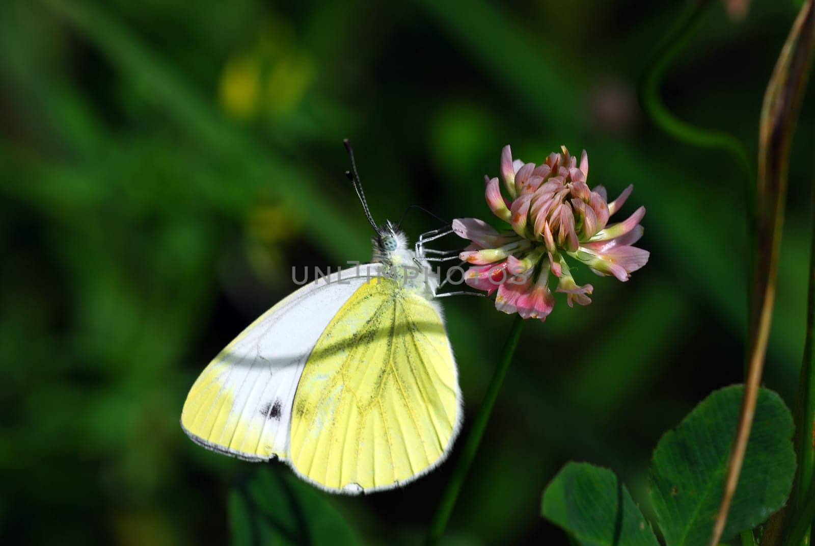 White on clover