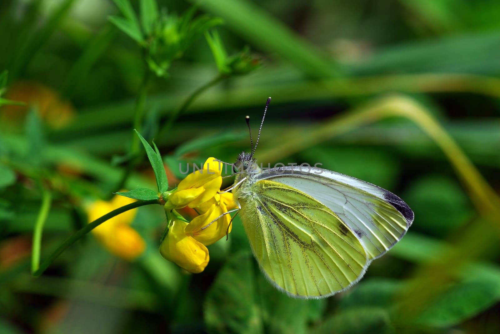 white on yellow