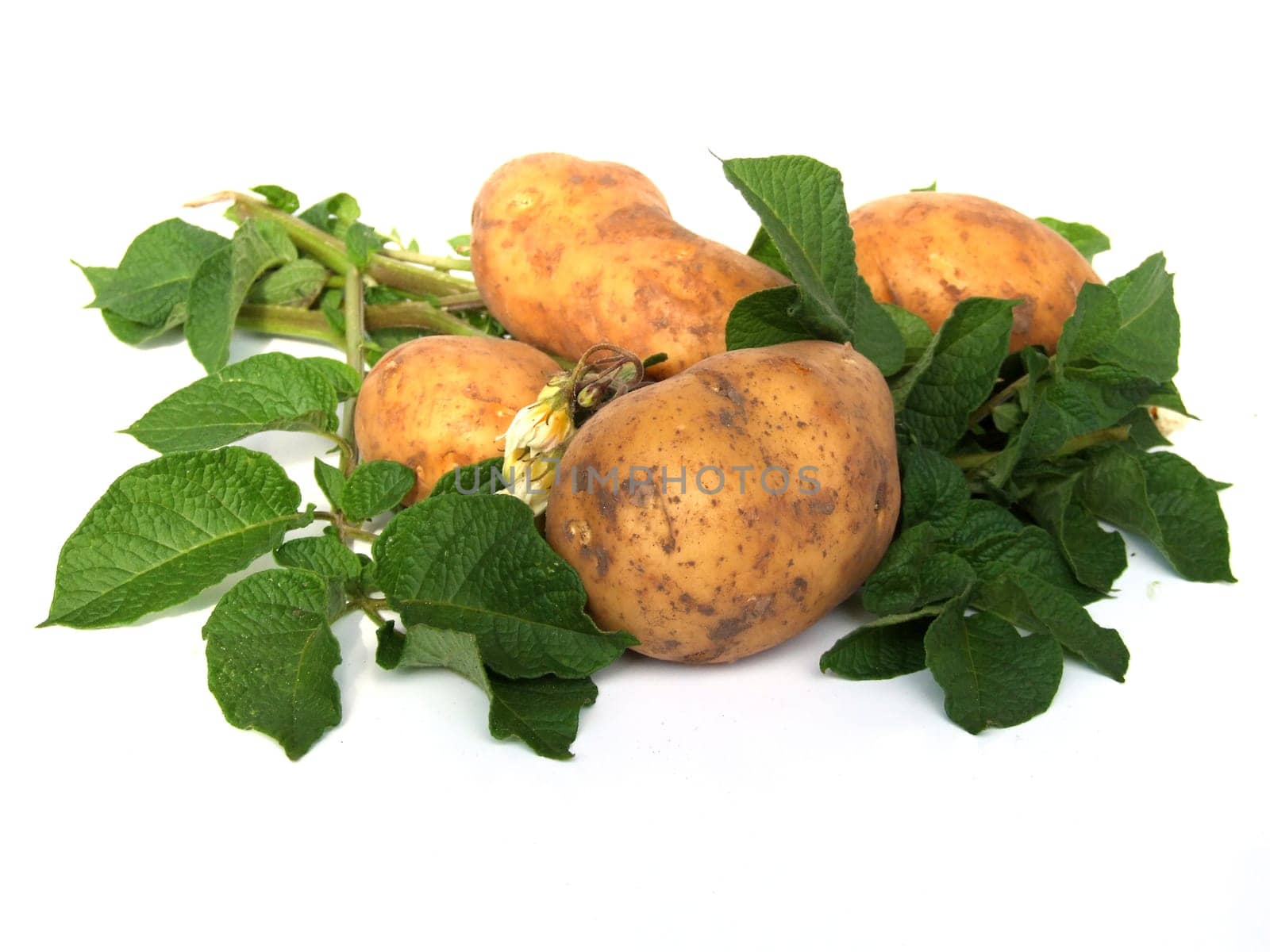 Potatoes
