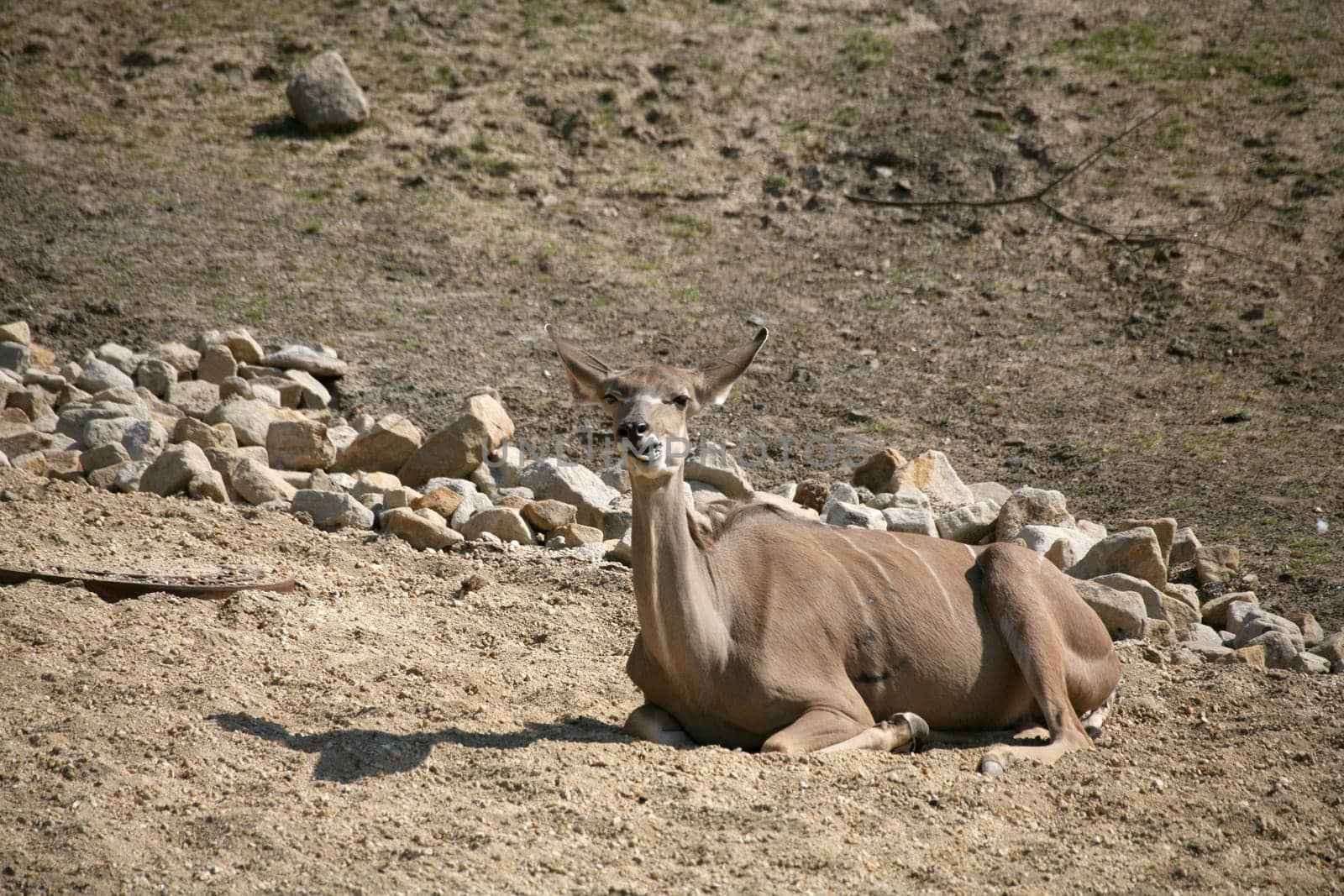 Greater kudu