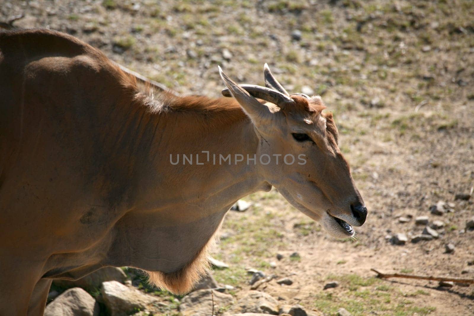 Common eland