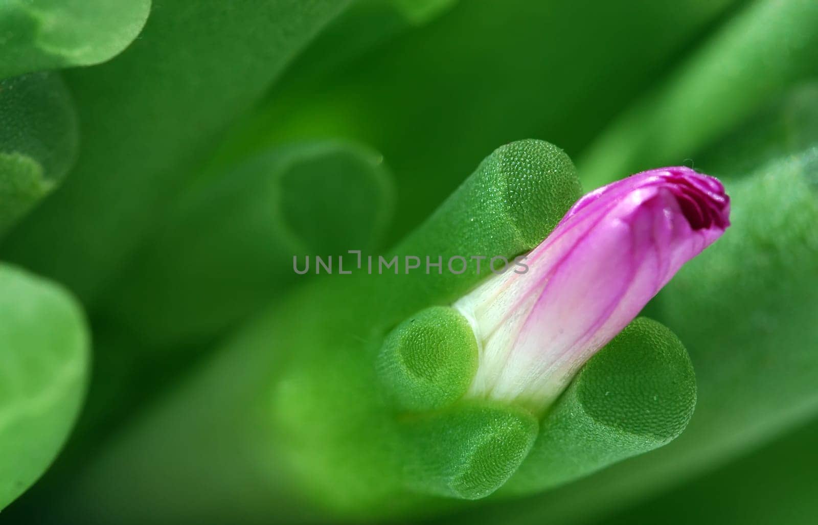 Before unfolding