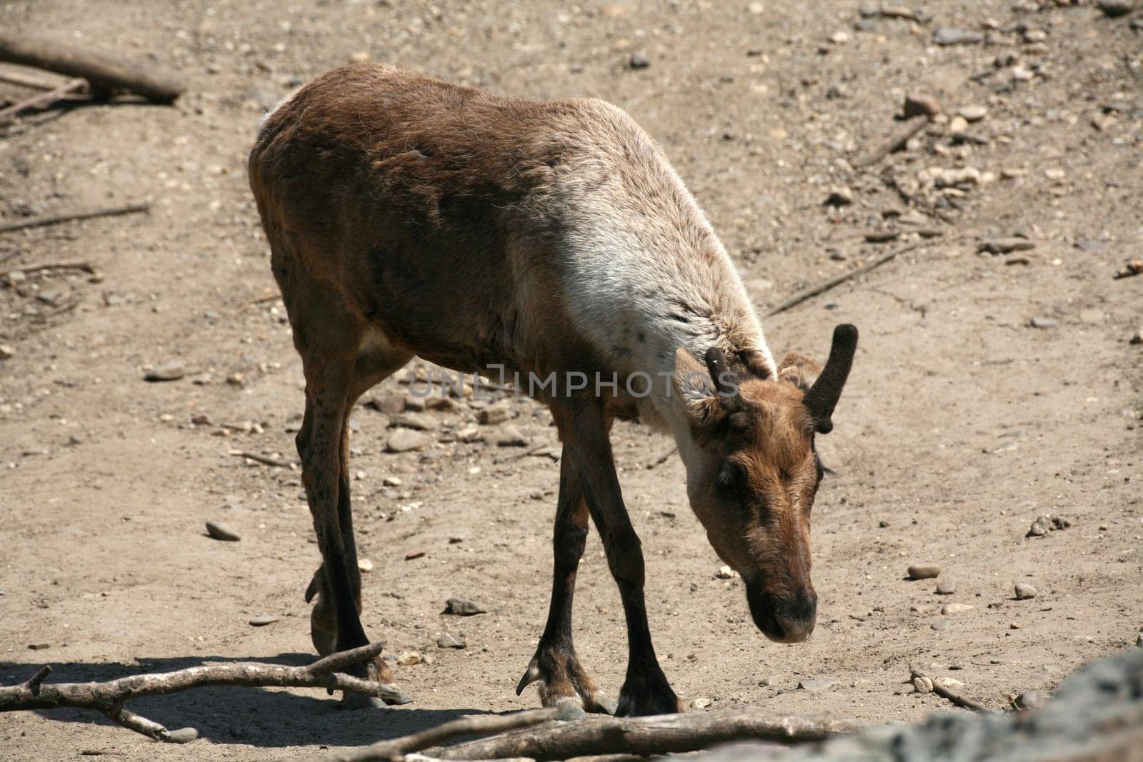 Reindeer