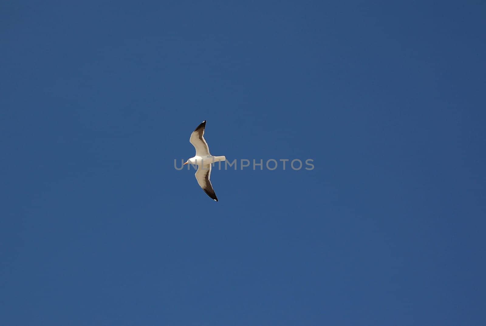 Fly seagull