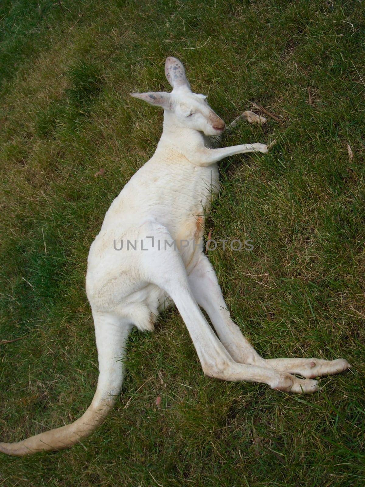 Lazybones