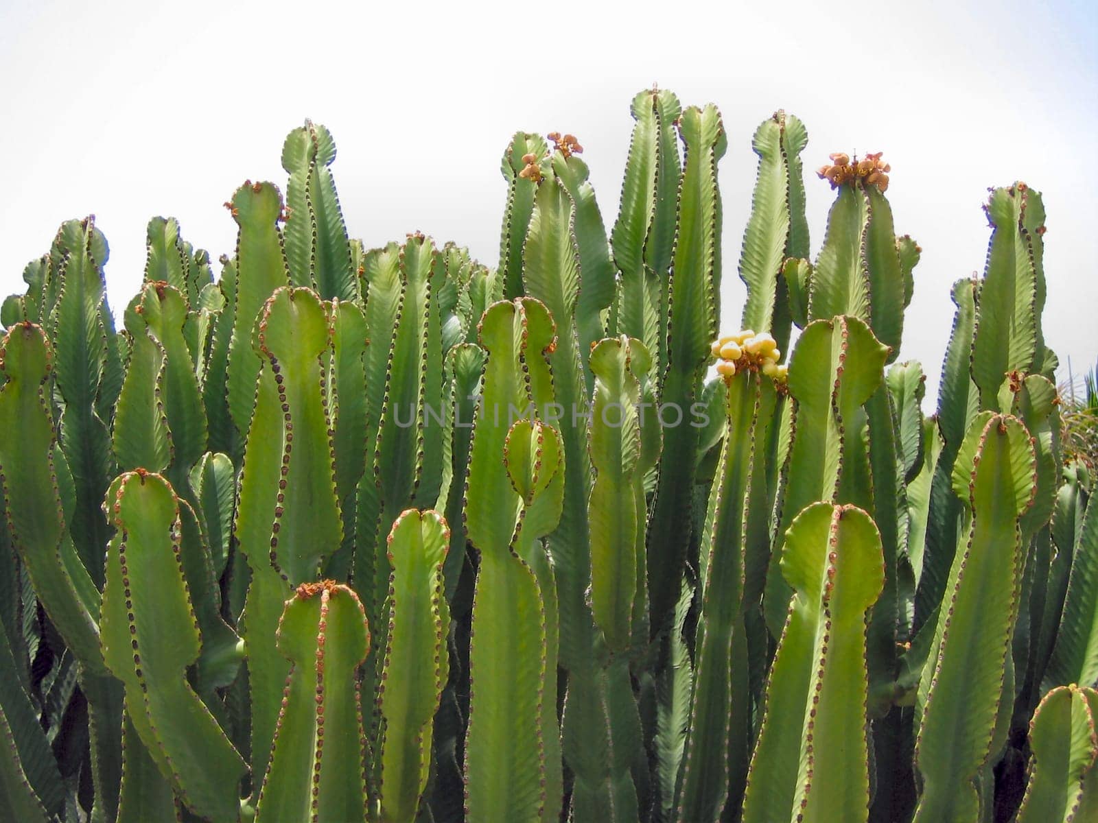 Cacti