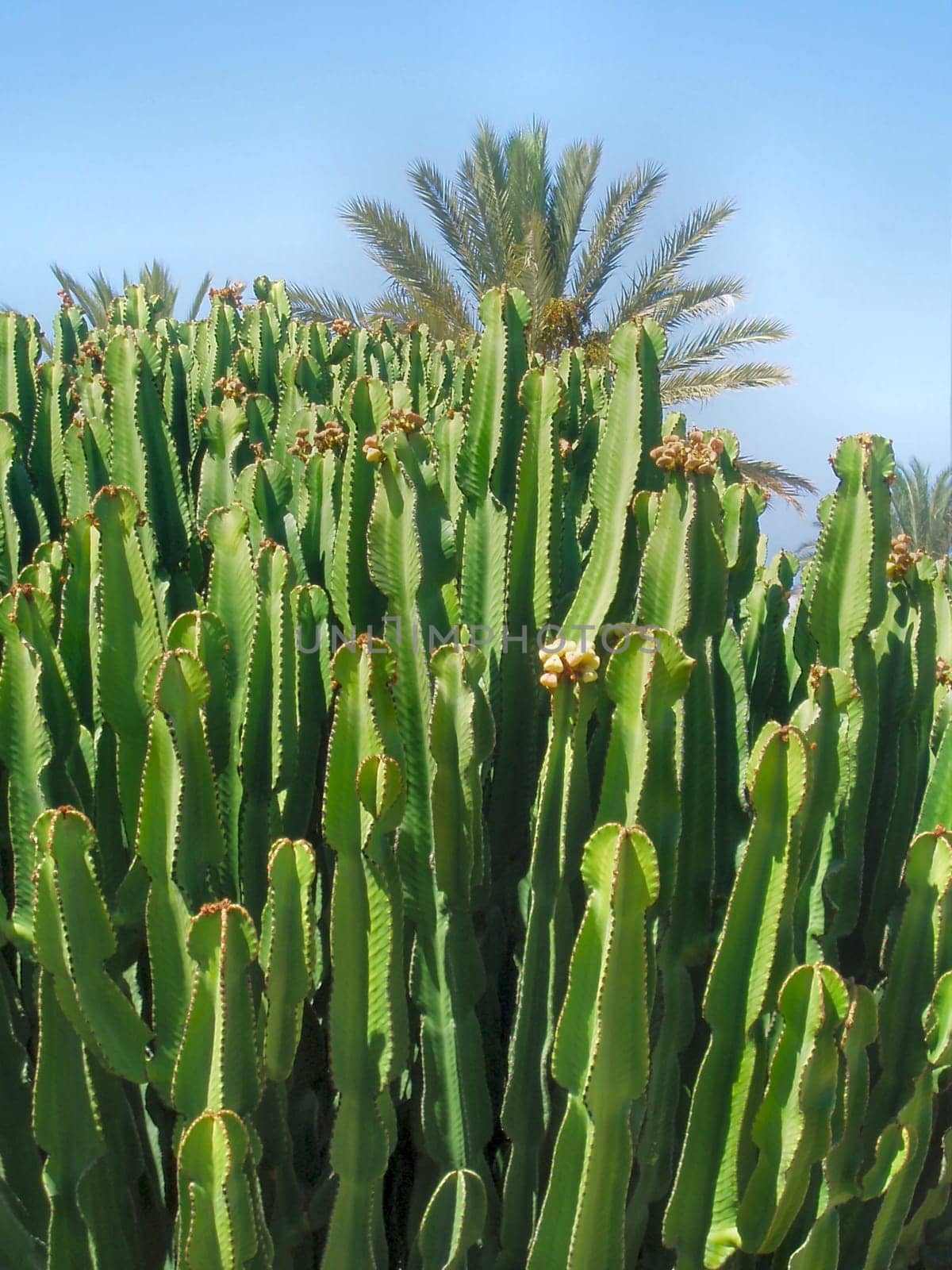 Cactus group