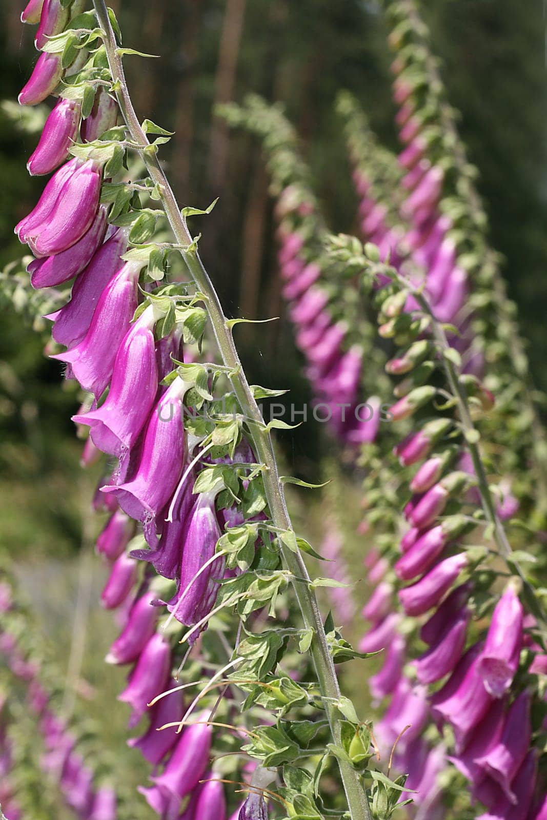 Red foxglove