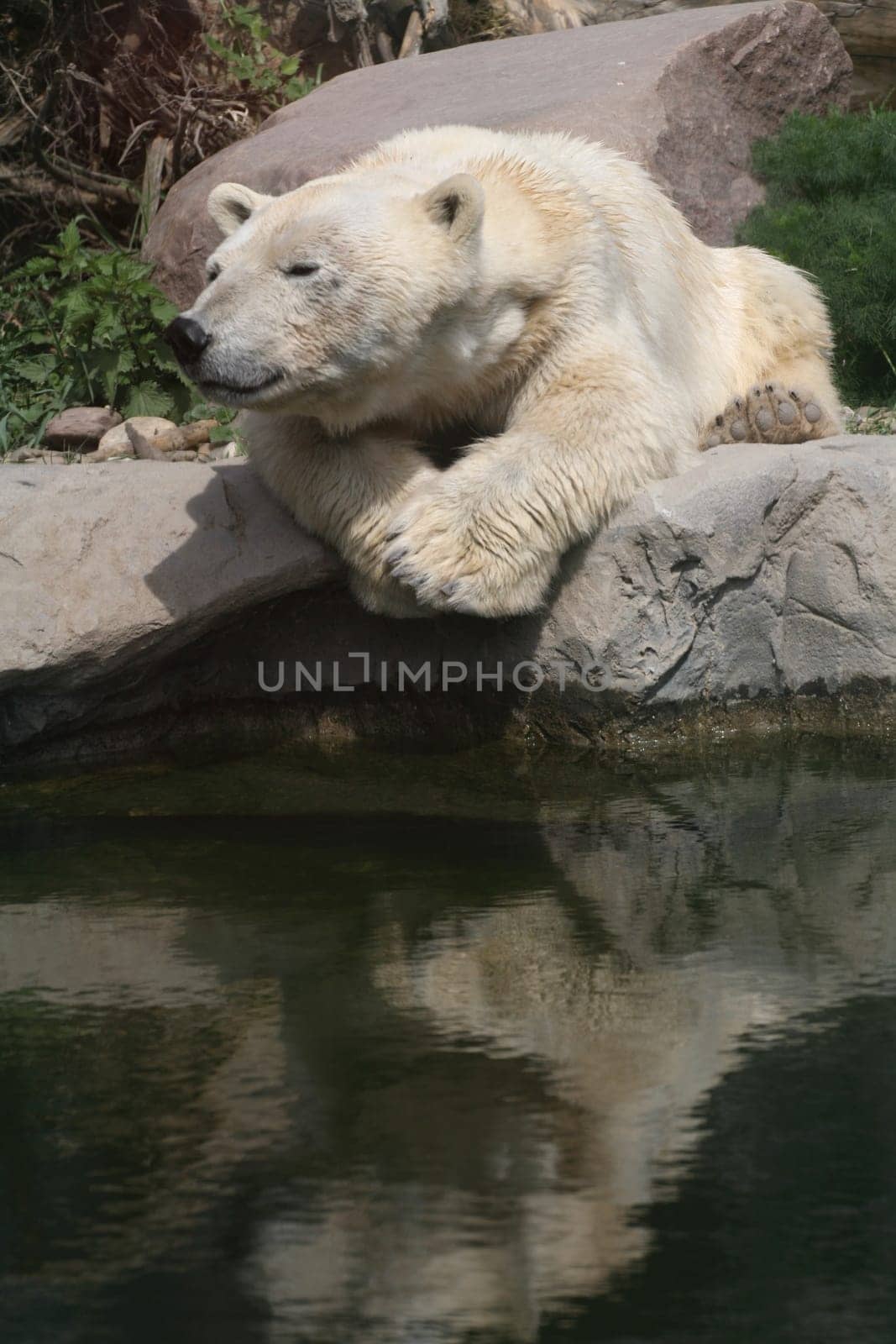 Polar bear