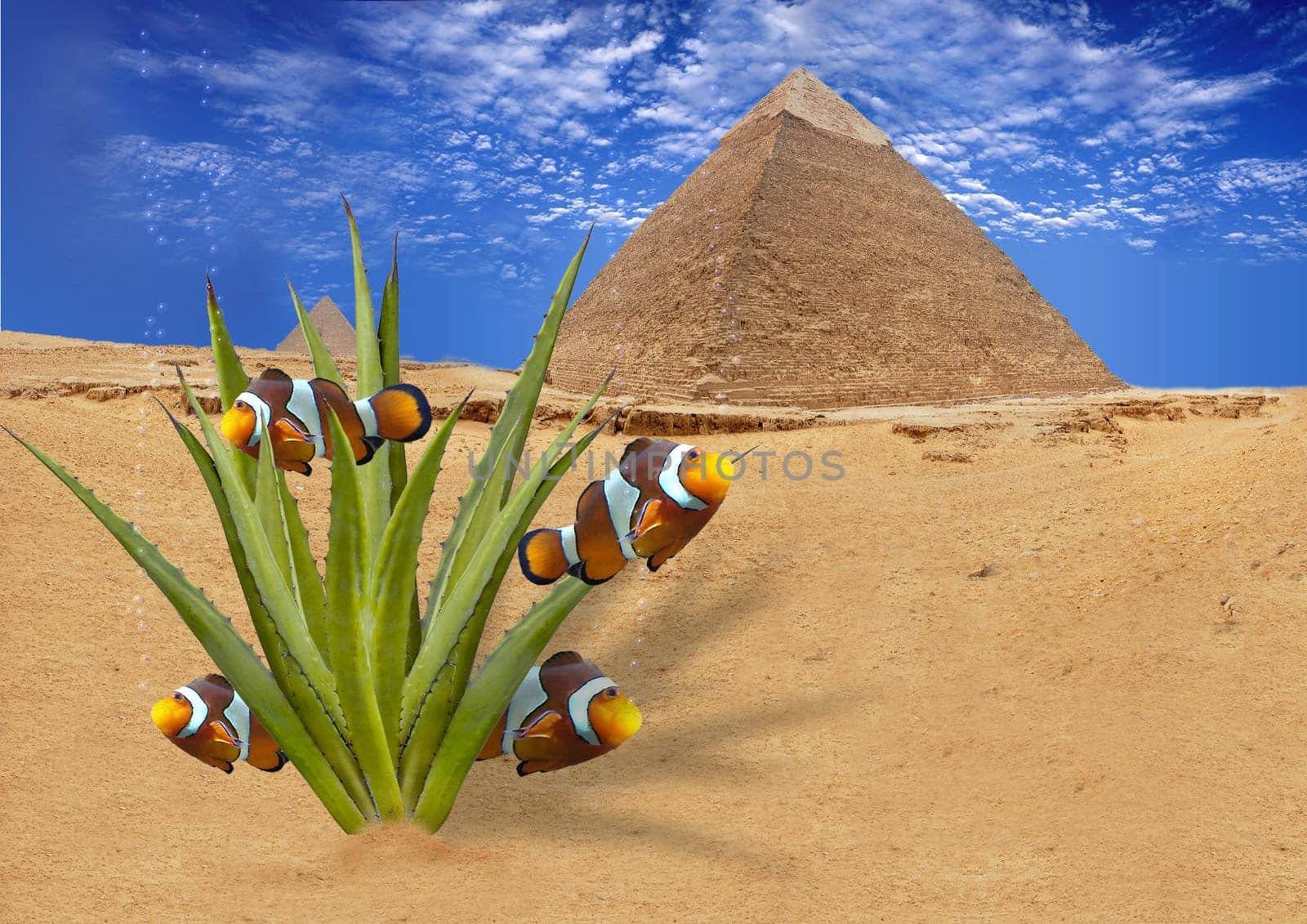 The desert is alive