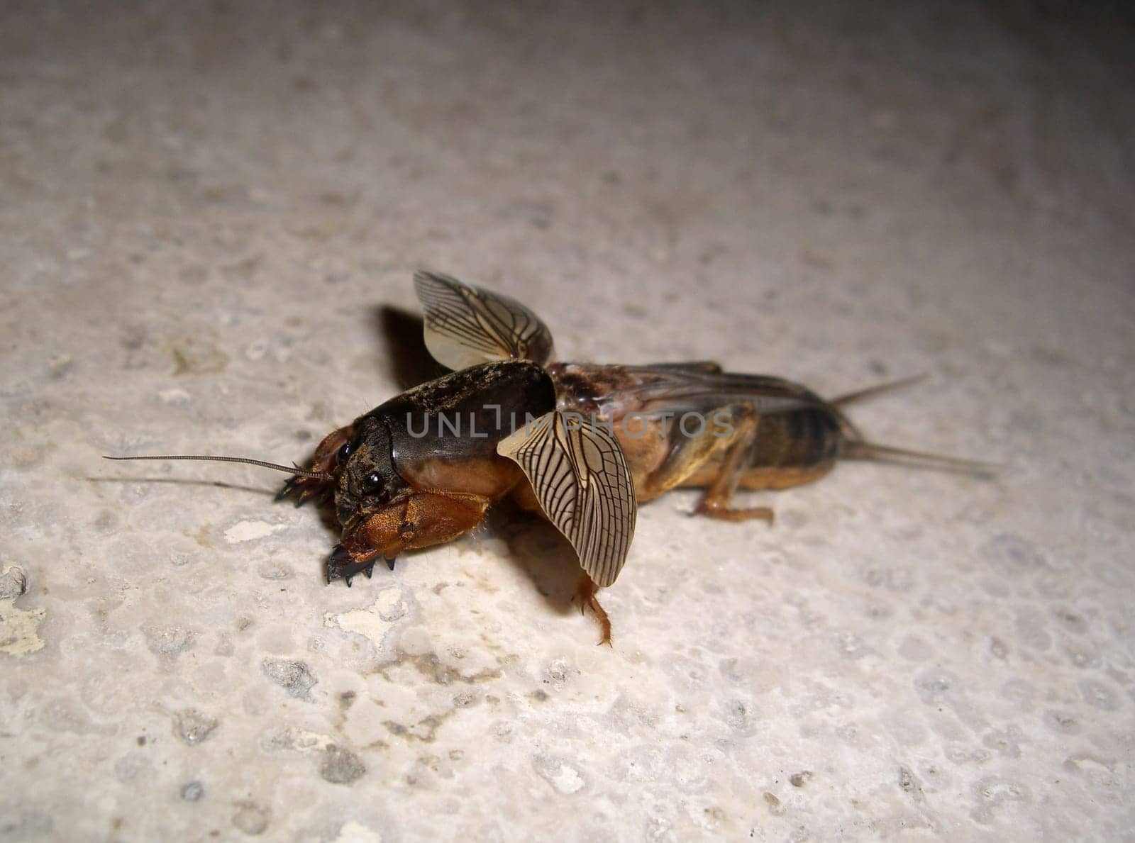 Mole crickets are harmless contemporaries and are sometimes even protected.