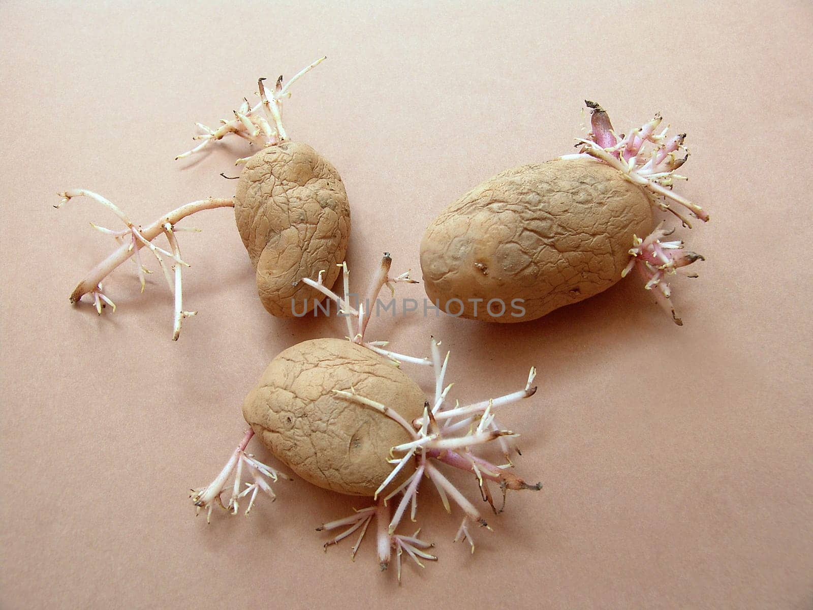 Potato shoots