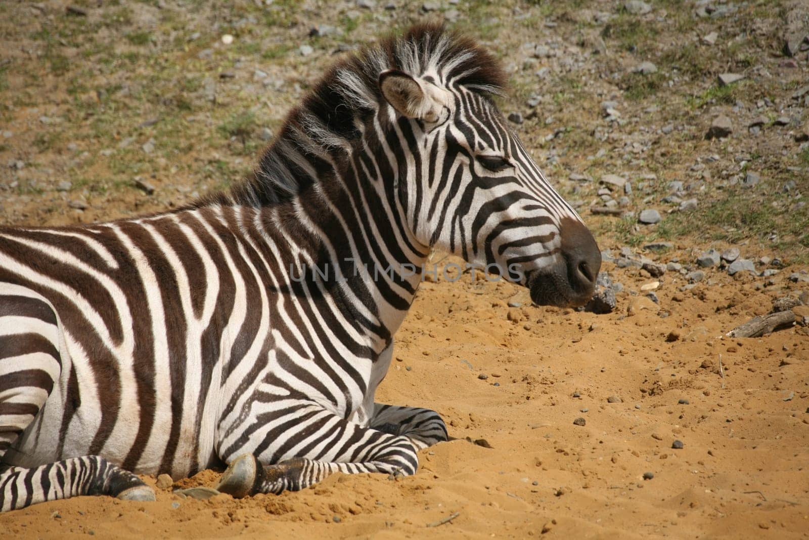 Zebra