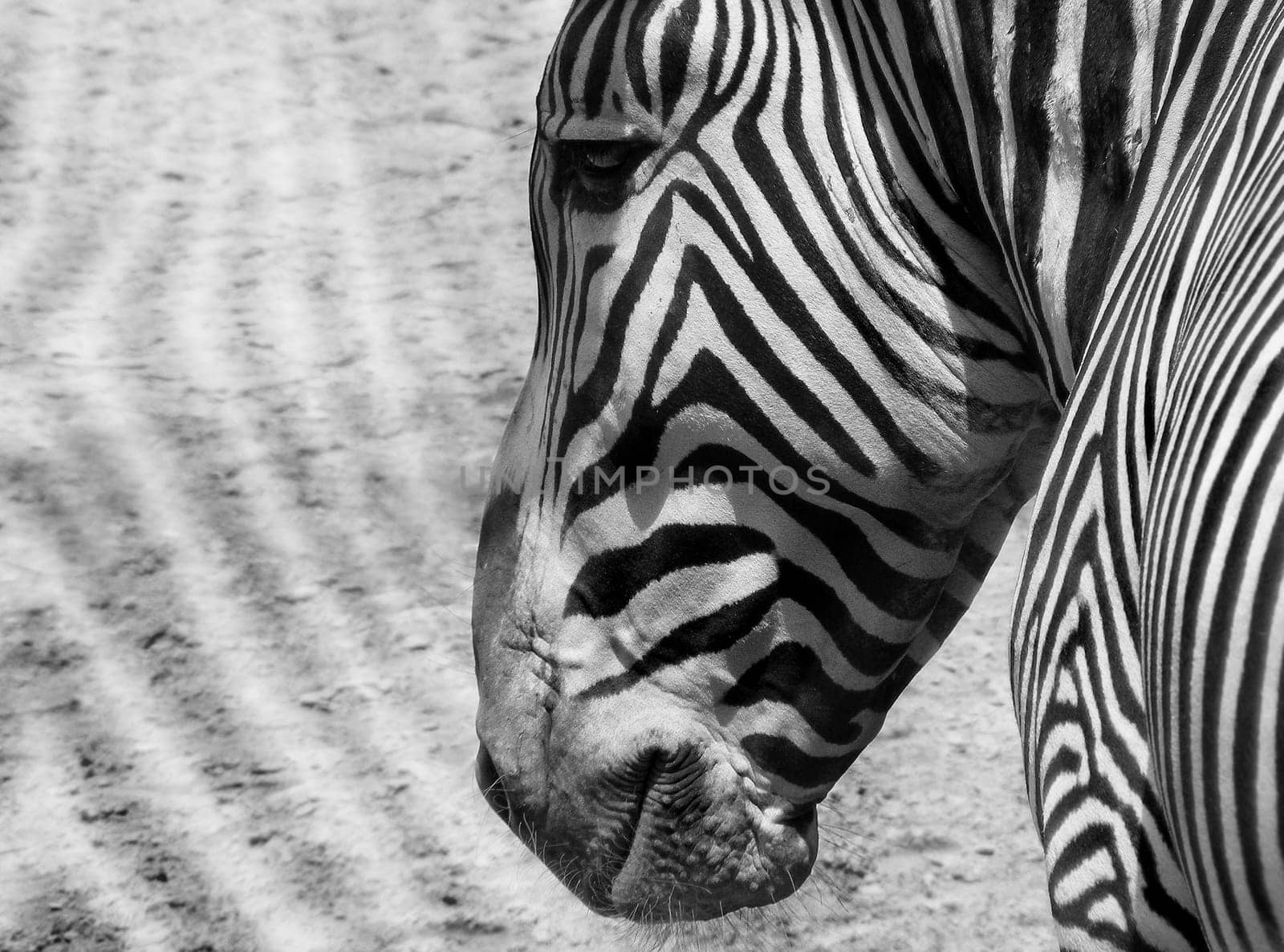 Zebra