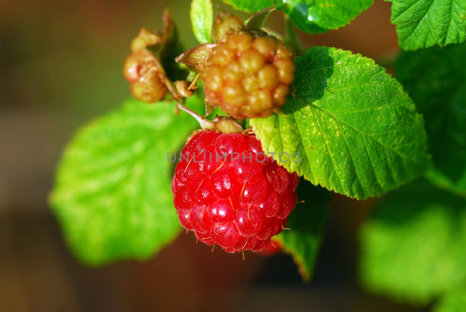 Blackberries
