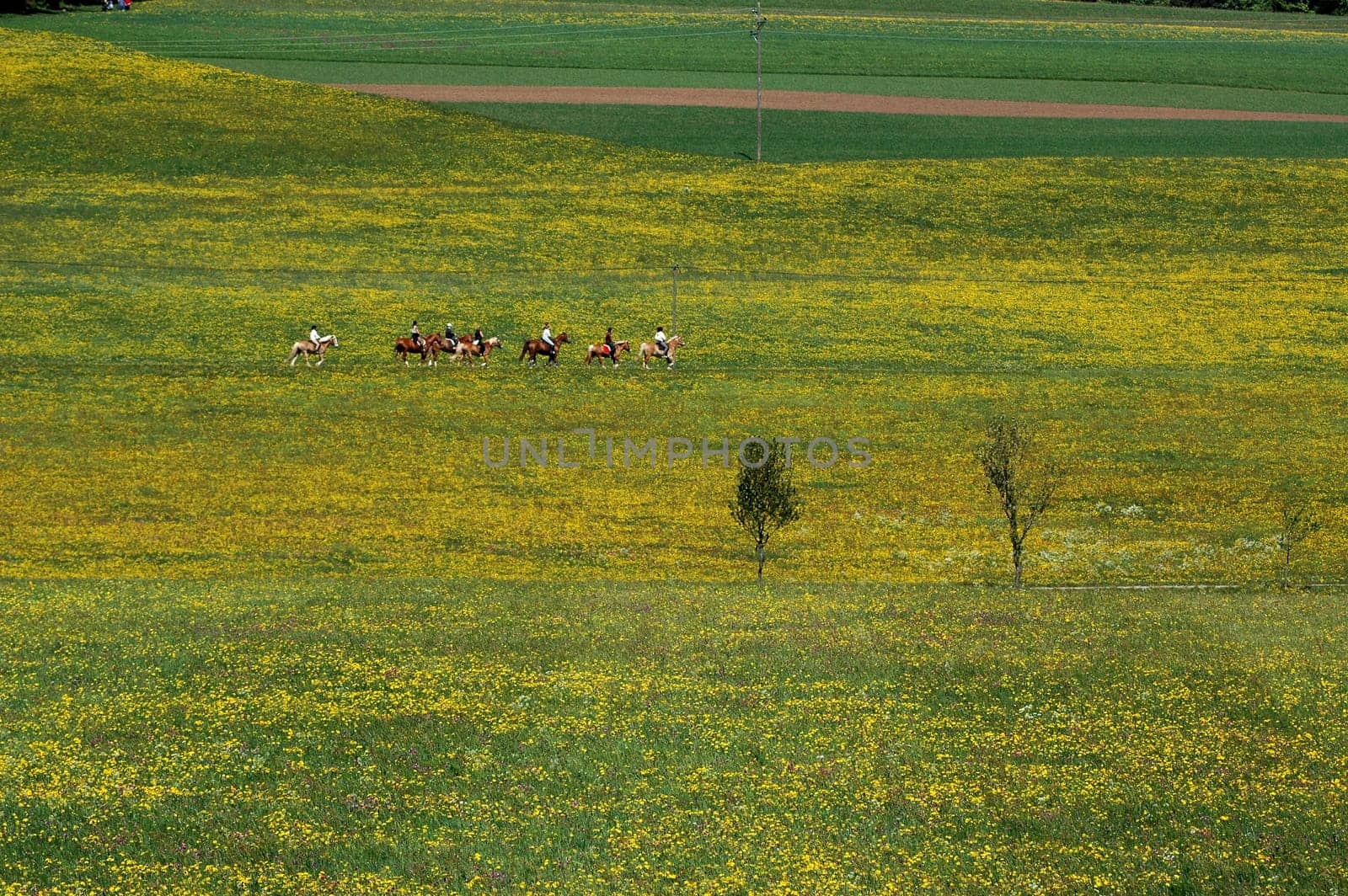 Horses 5