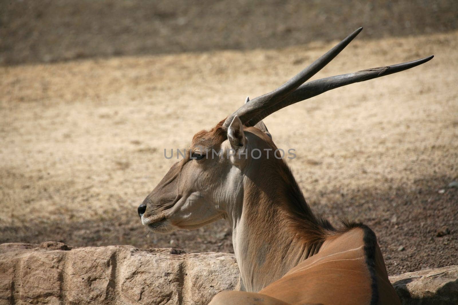 Common eland