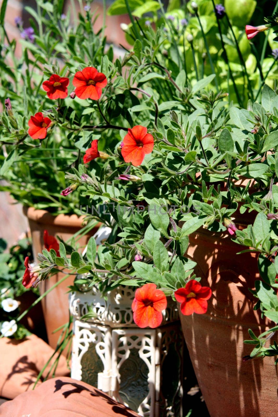 My first shot with my brand new Canon EOS 400D,but under difficult conditions,because it was very windy outside. The red flowers in the foreground are "industrious lizards"",or does anyone know better? (Ask for info..."