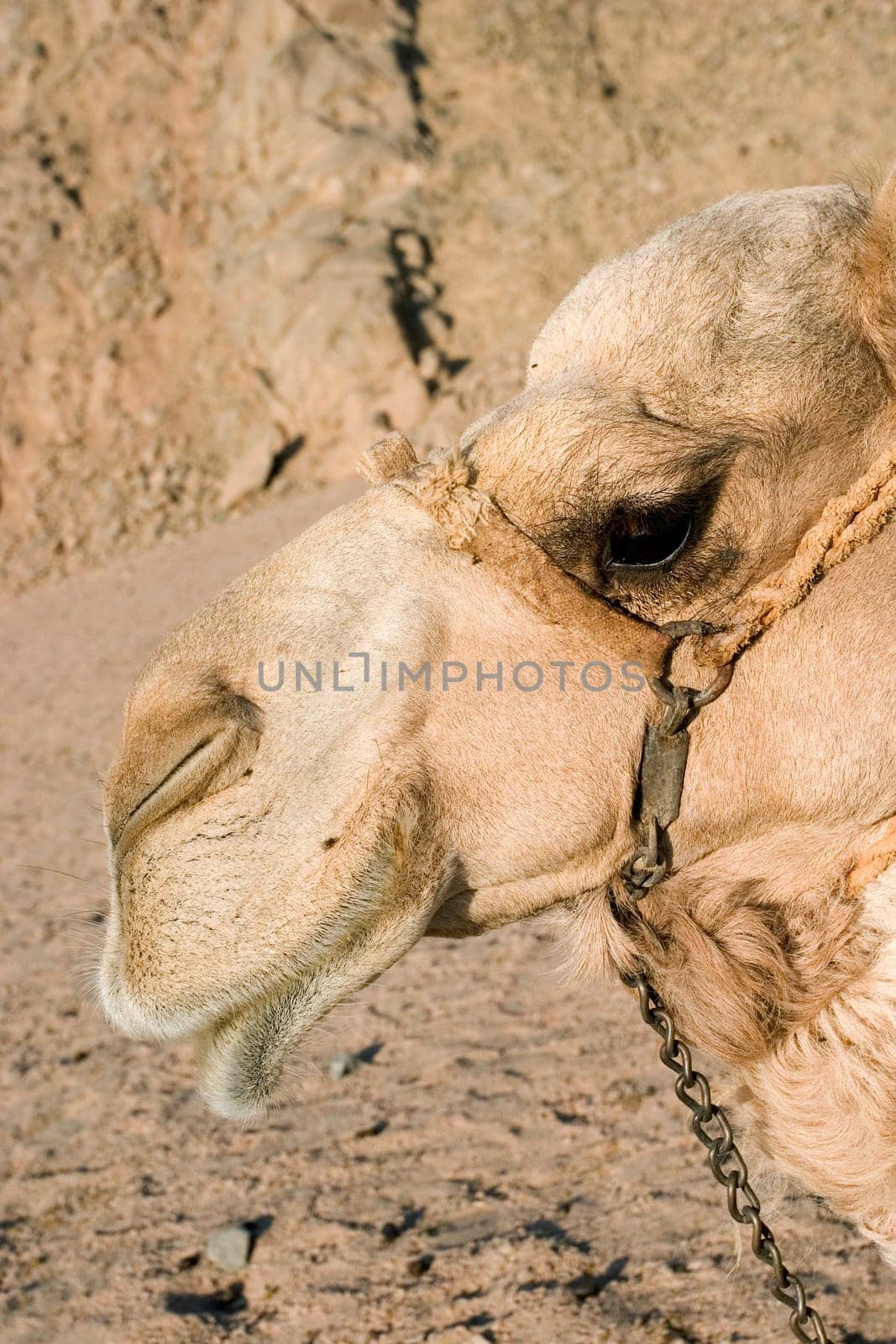 Camel head