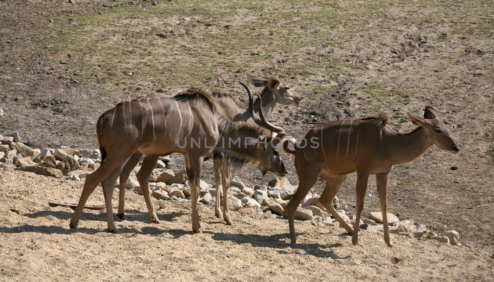 Greater kudu