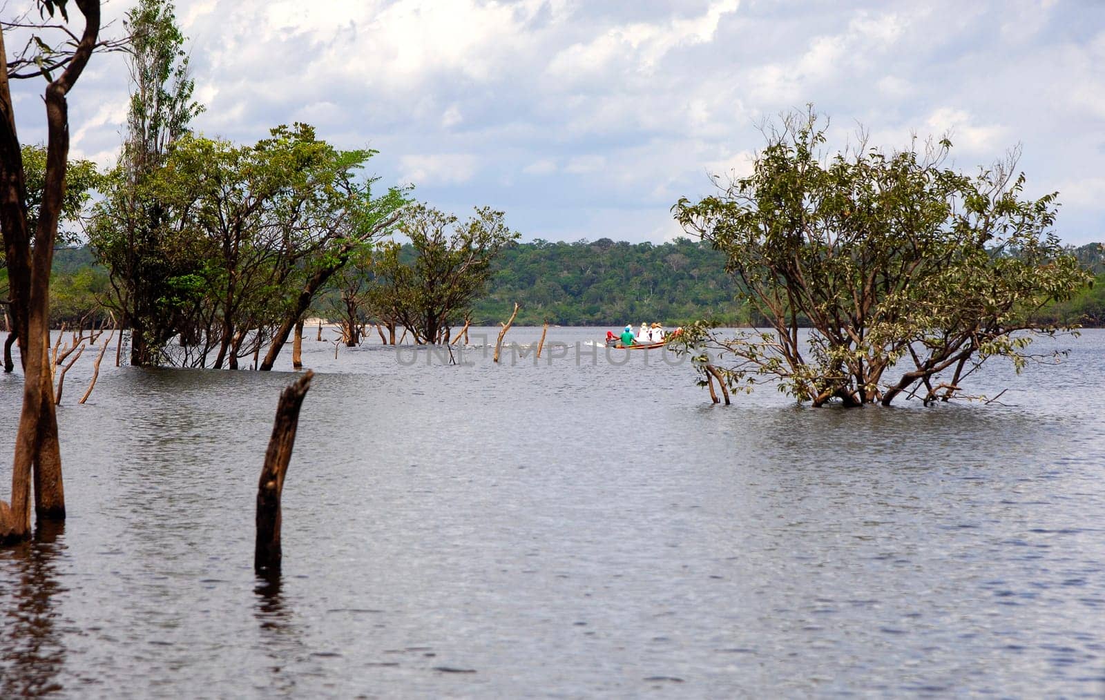 Igapo Forest,Amazon,Brazil