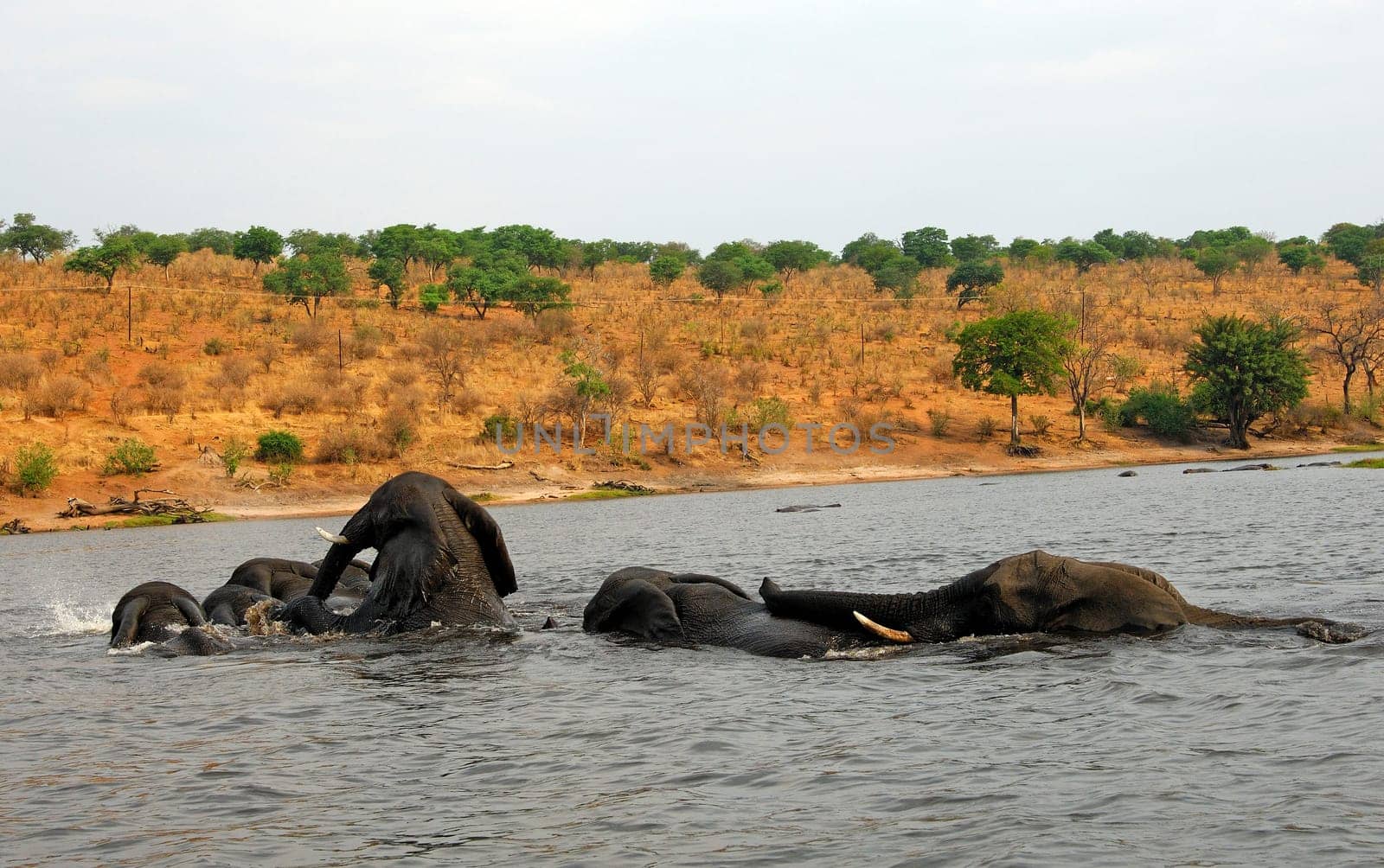 Elefantenaarung,Chobe,Botswa