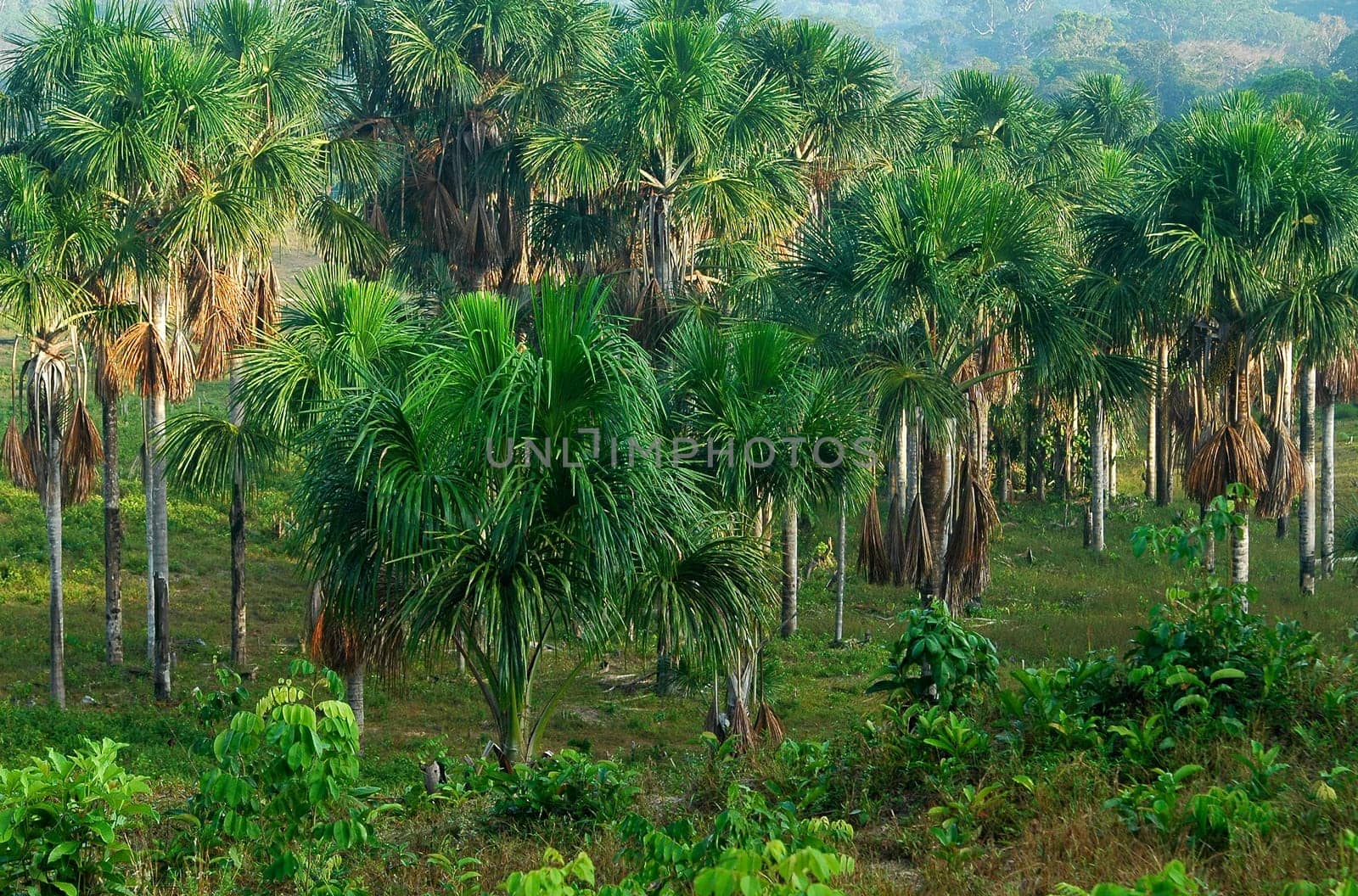 Secondary forest,Amazon Basin,Brazil