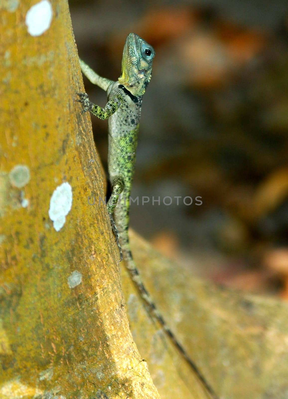 Lizard,Amazon,Brazil
