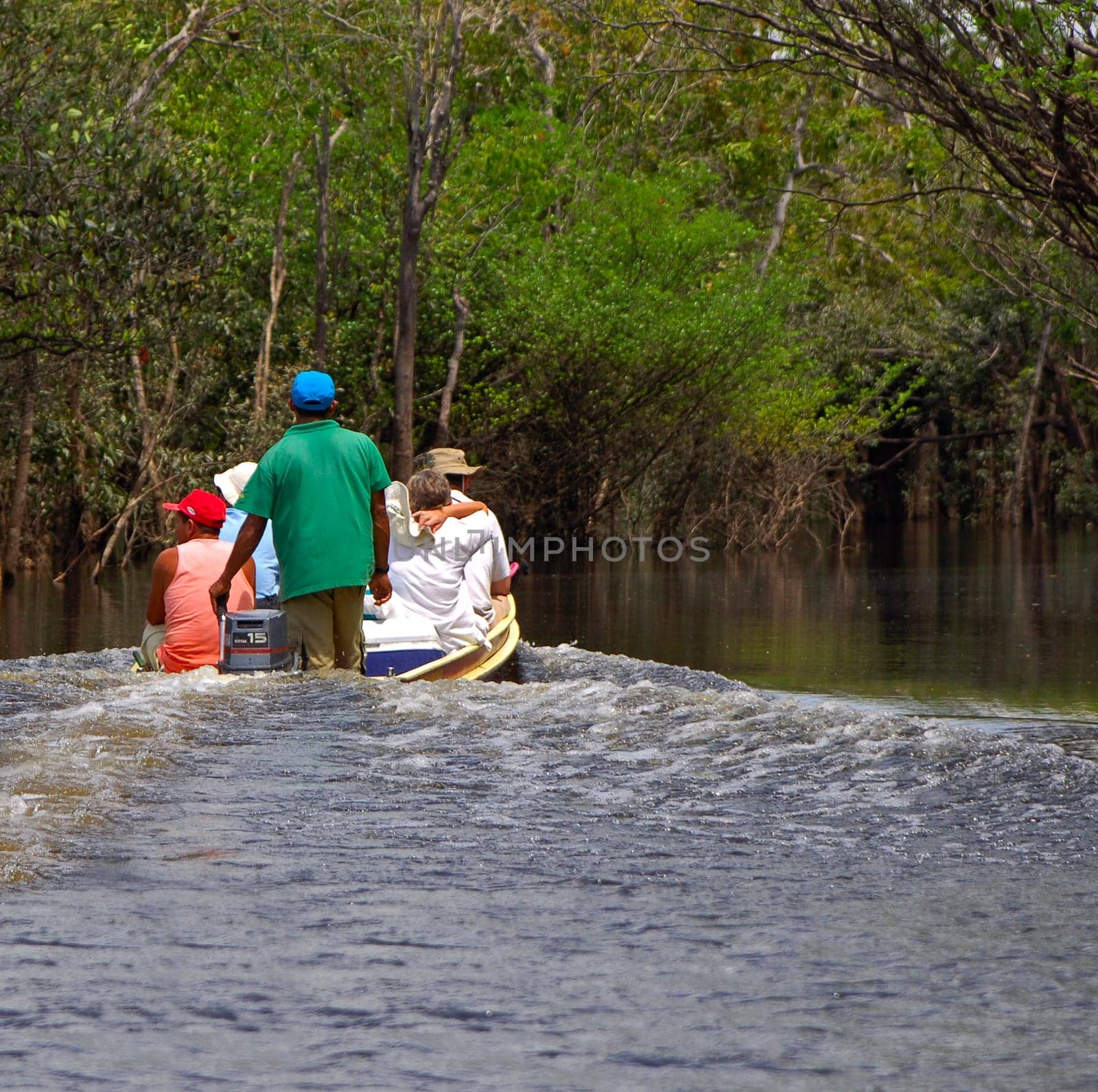 Igapo flood forest,Amazon basin,Brazil