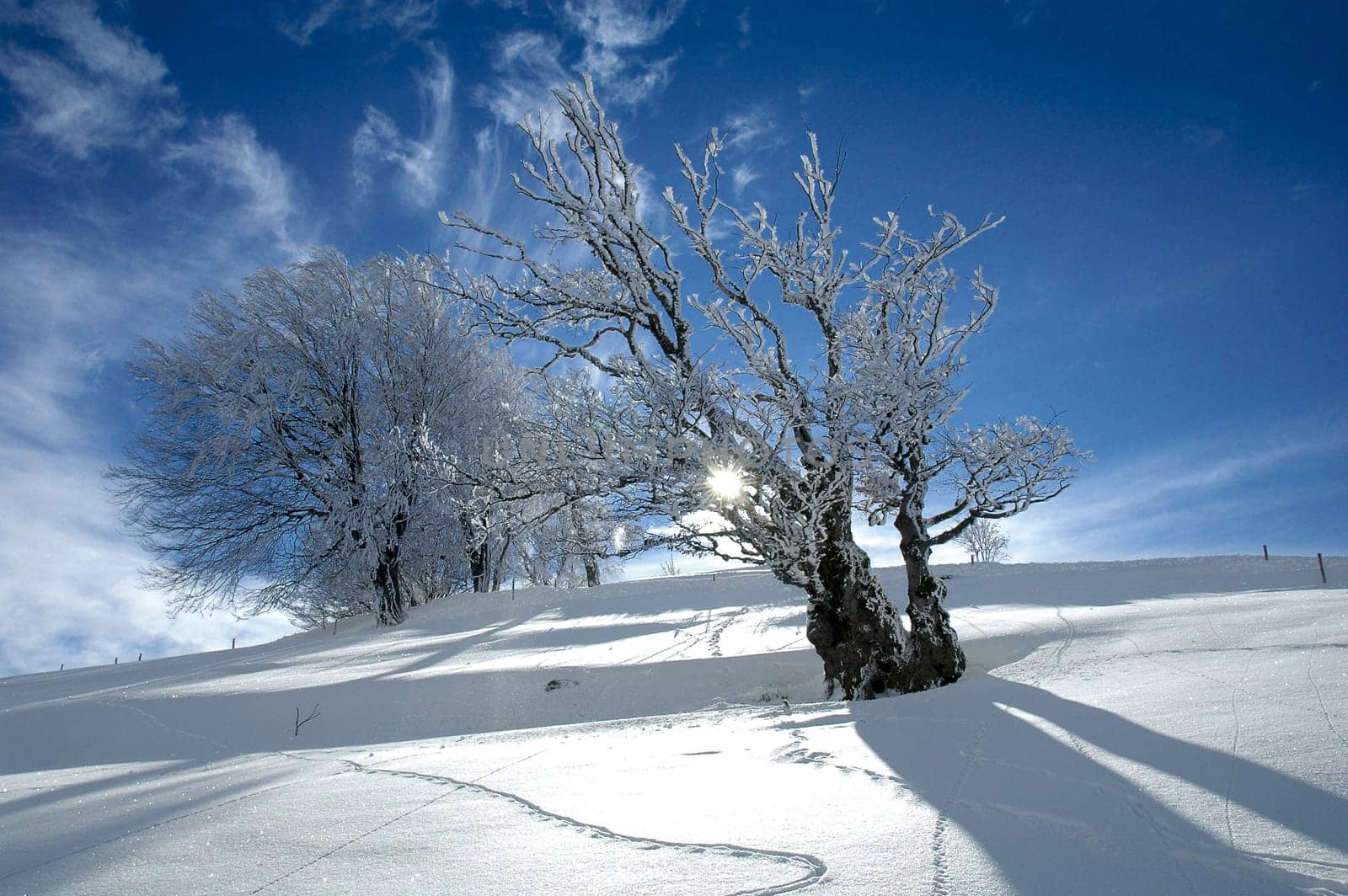Winter Landscape 19
