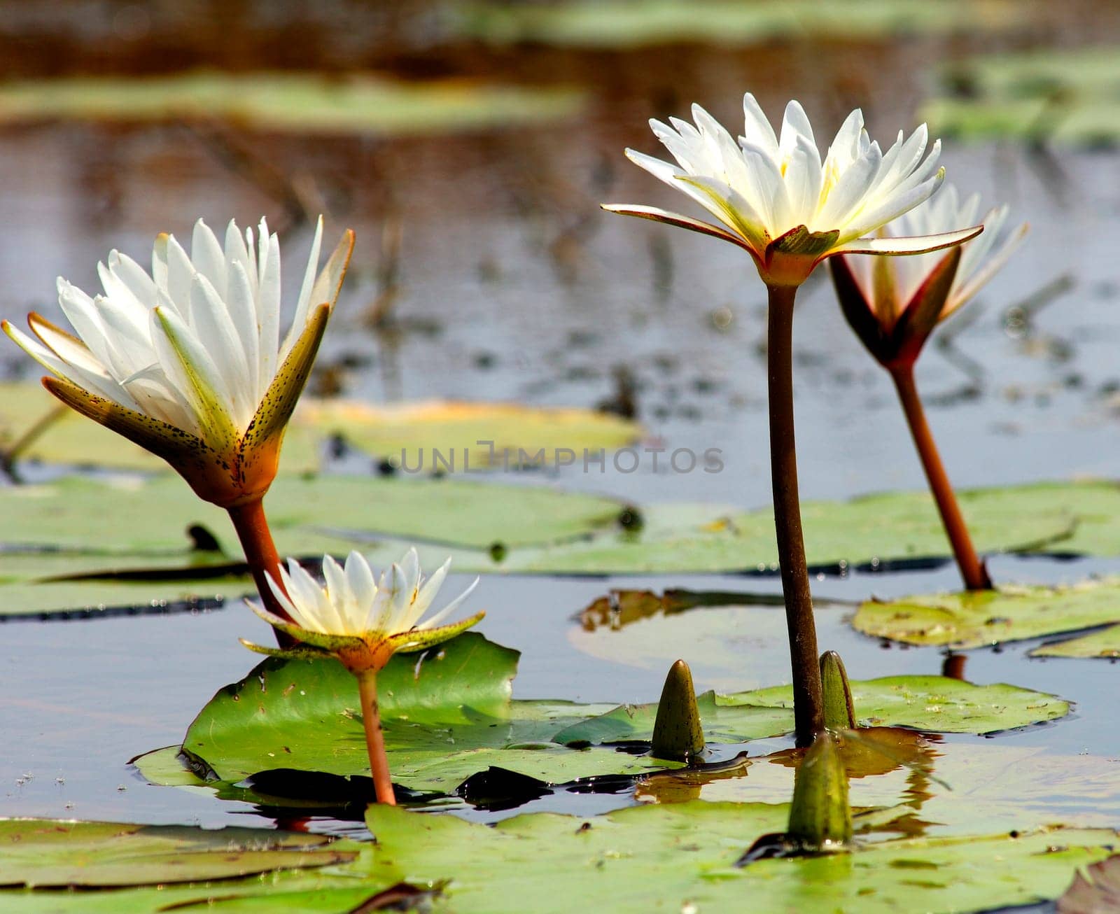 Water Lily,Okavango,Botswana
