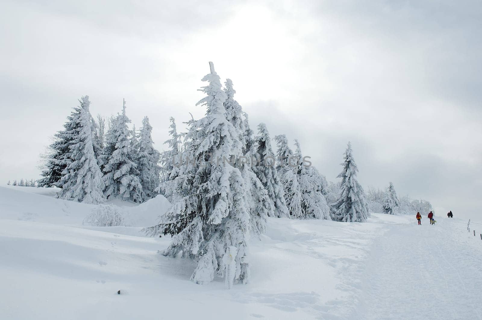 Winter Landscape 20