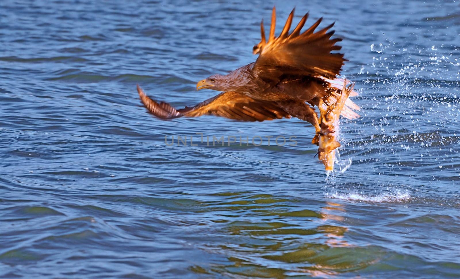 After the eagle in the approach,now the catch! The picture doesn't quite meet my self-imposed requirements in terms of sharpness,but how many chances do you get in life to watch a white-tailed eagle hunt?