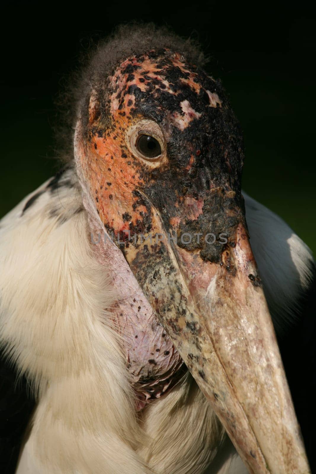 Marabu Portrait